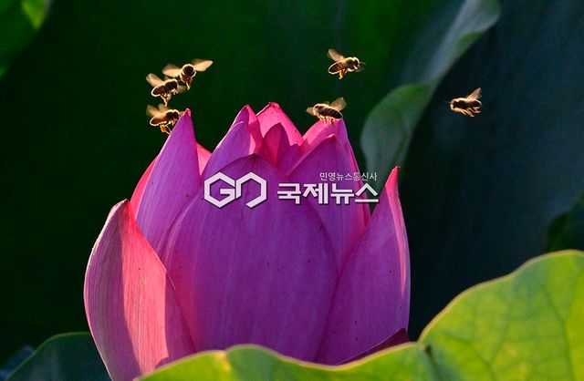 7~8월의 힐링 명소, 시흥 관곡지 연꽃 풍경 (사진=안희영 기자)