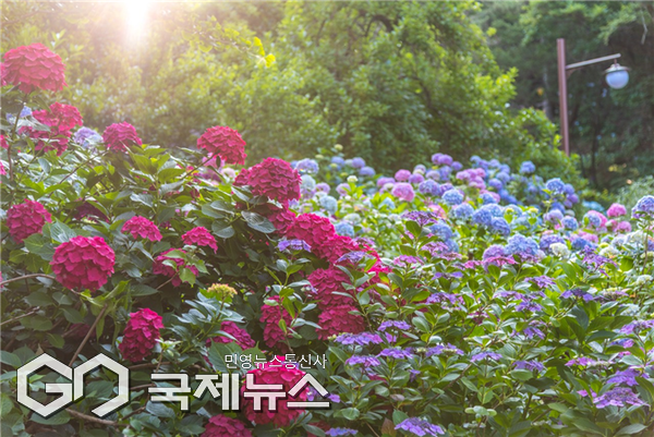 '태종대 수국문화축제'가 다음 달 5일부터 9일간, 영도구 태종대유원지 태종사 경내에서 화려하게 펼쳐진다/제공=부산시설공단