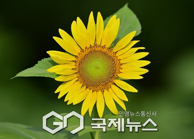 폭염과 태풍 상륙 중, 연꽃에 이은 해바라기 개화 (사진=안희영 기자)