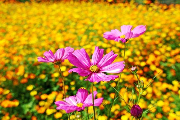 황하 코스모스 꽃.(제공=괴산군청 자료사진)