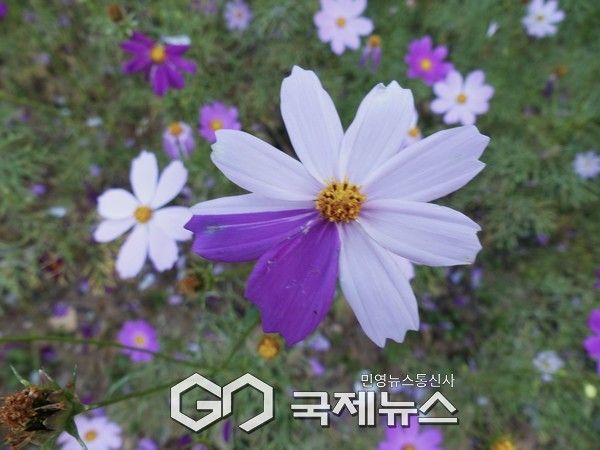 코스모스 (사진출처=국제뉴스DB