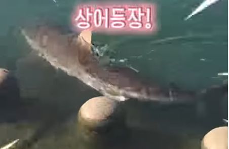 부산 북항친수공원에 출몰한 상어 (사진=부산시 SNS)