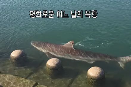 부산 북항친수공원에 출몰한 상어 (사진=부산시 SNS)