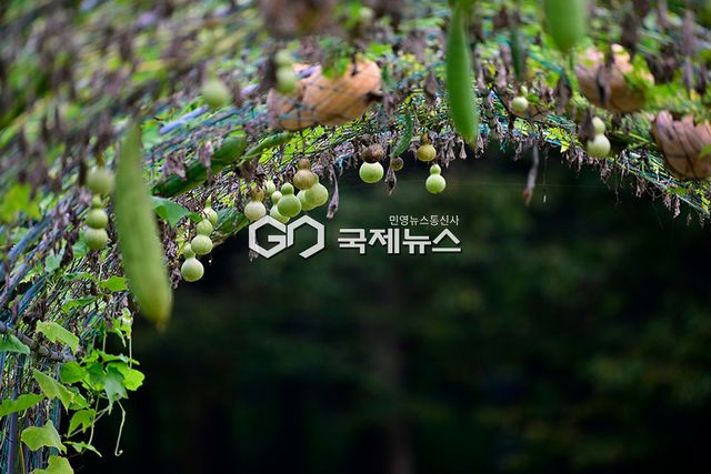 아침 저녁으로 선선한 바람과 이슬 맺히는 절기 '백로' 커밍순 (사진=안희영 기자)