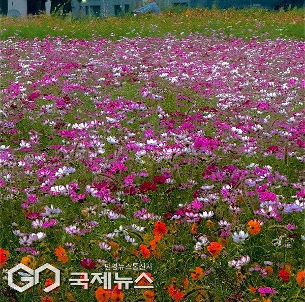 코스모스 가을날씨 (사진출처=국제뉴스DB)