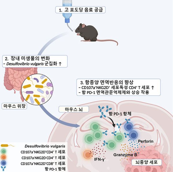 고농도 포도당 음료가 장내 미생물의 조절을 통해 악성 뇌종양의 성장 억제에 영향을 미치는 기전을 설명한 개념도./KAIST 제공