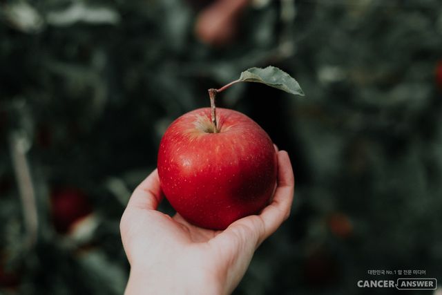 사과 등 적색 과일에 풍부한 플라보노이드가 인간의 장내 유익균을 풍부하게 해준다는 연구결과가 나왔다. / unsplash
