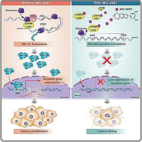 뽕나무 뿌리에서 추출한 신규 항암물질 'MO-2097'의 암세포 사멸 기전 모식도./생명연구원 제공