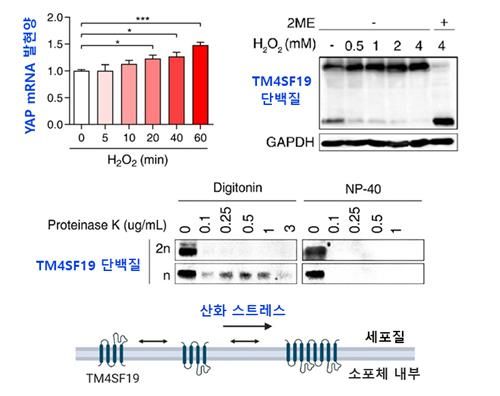 산화스트레스로 인한 발암 유전자 YAP의 발현 증가와 TM4SF19 단백질의 이합체 형성 개념도./KAIST 제공