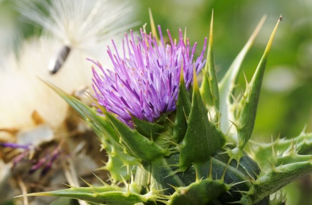 위암 성장을 조절하는 플라보노이드 성분인 펙톨리나리게닌이 많은 엉겅퀴./KIT 제공