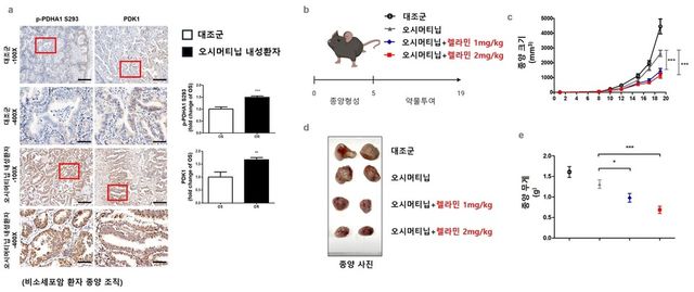 비소세포폐암 표적항암제 타그리소의 내성을 극복하는 데 소나무 마디(송절) 성분을 활용하면 유용하다는 연구 결과가 나왔다./ 부산대 제공