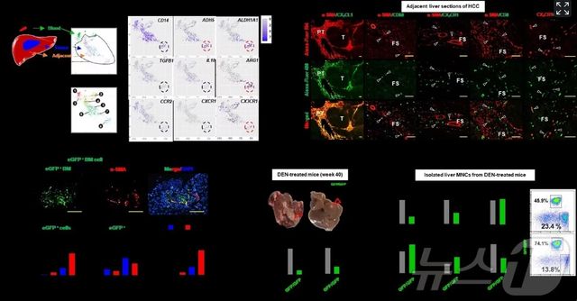 간암 환자의 간 조직을 이용한 단일세포유전체 분석./KAIST 제공