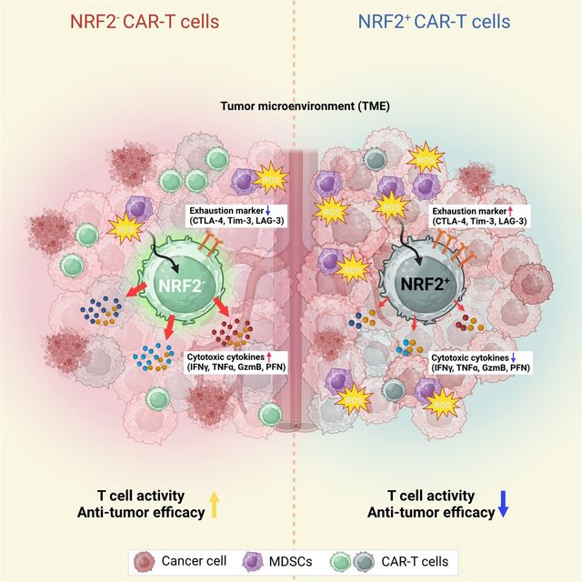 CAR-T세포치료가 고형암에도 잘 듣게 하는 방법을 설명한 개념도./부산대병원