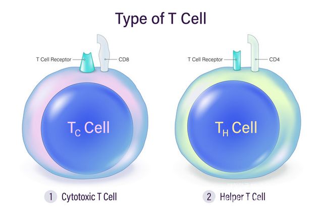 출산과 모유 수유를 경험한 여성의 유방 조직에서 암세포를 감시하고 공격하는 특수 T세포가 발견됐다고 호주의 피터 맥캘럼 암센터(Peter MacCallum Cancer Centre) 세레네 로이 교수 연구팀이 밝혔다. 이 연구는 국제 학술지 네이처(Nature) 최근호에 실렸다.&nbsp;CD8⁺ T세포는 순찰 및 공격형 T세포,&nbsp;CD4⁺ T세포는 보조 T세포다./게티이미지뱅크