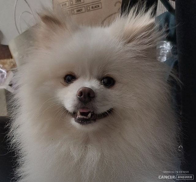 앞으로는 반려동물이 아플 때 대략의 병원비를 예측하고 마음의 준비를 하는 것도 필요하겠다는 생각이 들었다.