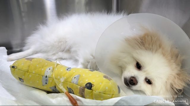 이번 일을 겪으며 나는 감자를 정식으로 입양하고 끝까지 책임지기로 마음먹었다. 평균 수명이 고작 10~15년인 강아지인데, 이렇게 큰 수술을 받게 해서 미안할 뿐이다.