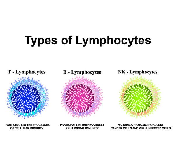 백혈구 속에 있는 면역 세포들. 왼쪽부터 T림프구, B림프구와 NK세포./게티이미지 뱅크