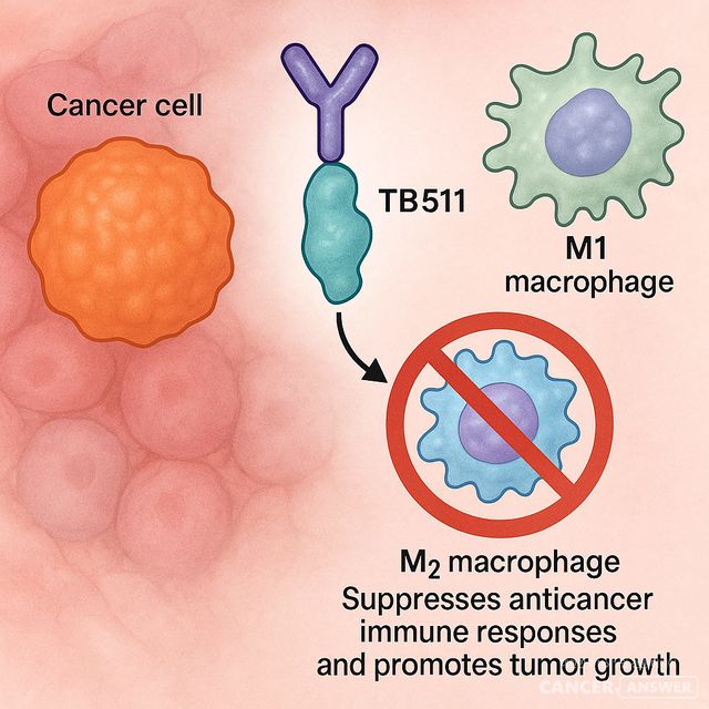 항암치료 효과를 떨어뜨리는 ‘나쁜 면역세포’만 정밀하게 제거하는 면역항암제가 개발됐다.&nbsp;경희대학교 배현수·강성호 교수 연구팀은 암세포 주변에서 종양 성장을 돕는 M2형 대식세포만을 선택적으로 제거할 수 있는 면역항암제 후보물질 TB511을 개발했다고 14일 밝혔다. M2형 대식세포는&nbsp;항암 면역 반응을 억제하고 종양 성장을 촉진한다.