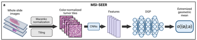 AI&nbsp;모델(MSI-SEER)은 병리 이미지를 수천 개의 타일 단위 작은 서브이미지로 나누어 각 영역별&nbsp;MSI-H&nbsp;확률을 분석하고 시각화함으로써,&nbsp;종양 내&nbsp;MSI-H의 공간적 이질성을 정량적으로 평가할 수 있는 첫&nbsp;AI&nbsp;플랫폼.
