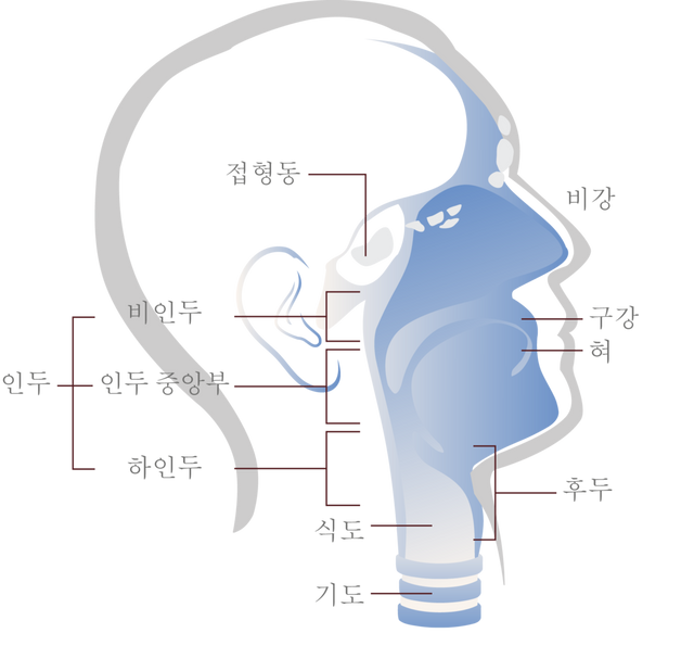 두경부암은 두개저로부터 상부식도까지 아우르는 넓은 두경부 부위에 발생하는 암이다. 뇌와 안구에 발생하는 종양을 제외하고, 갑상선, 비강, 침샘, 혀, 인두, 하인두, 후두를 포함하는 30여개 부위에 발생하는 악성종양을 통칭한다. 두경부암인식 제고 'make sense 캠페인' 자료.