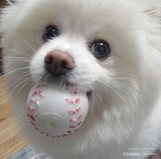 한 달만 머물다 갈 손님쯤으로 알았던 ‘감자’는 그렇게 예고도 없이 제 삶 한가운데로 걸어 들어왔습니다.