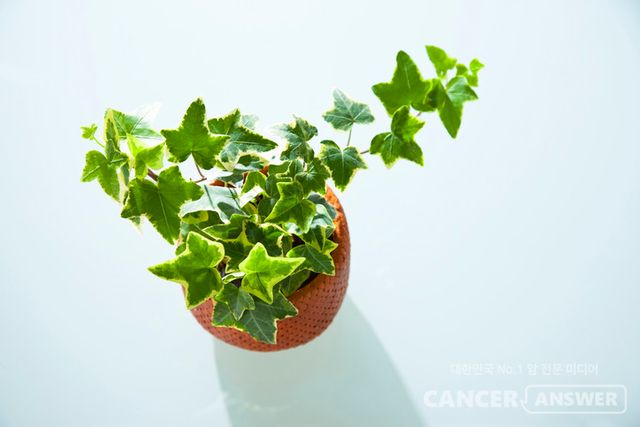 장미나무에 이어 키우기 시작한 아이비. 마크라메로 화분걸이를 만들고 그 안에 넣어둔 작은 화분에 아이비를 옮겨 심었다./게티이미지뱅크