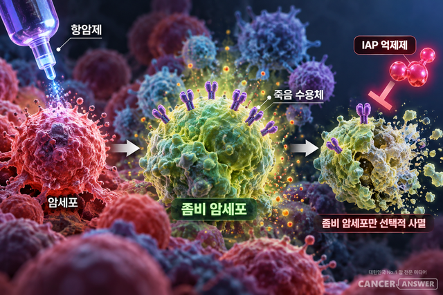 항암치료 후에도 죽지 않고 살아남은 ‘좀비 암세포’가 세포사멸 억제 단백질(IAP)의 작용을 차단하는 약물에 의해 제거되는 과정을 표현한 이미지. 아일랜드 연구팀은 좀비 암세포의 생존 경로를 차단해 선택적으로 사멸시킬 수 있다는 사실을 세포·동물 실험에서 확인했다./AI생성이미지