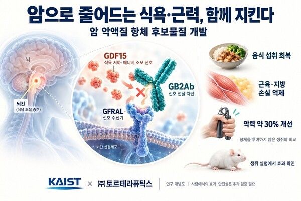 국내 연구진이 암 악액질을 막는 후보 물질을 개발했다. 카이스트가 개발한 악액질 항체 후보물질 GB2Ab의 작동 원리./카이스트 제공