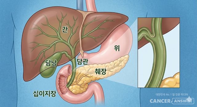 간과 담낭, 담관의 위치와 모양./AI 이미지