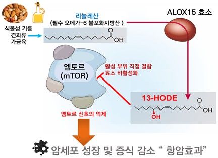 우리 몸의 지방 대사물질이 암 성장을 막을 수 있다는 연구 결과를 보여주는 모식도./KAIST 제공