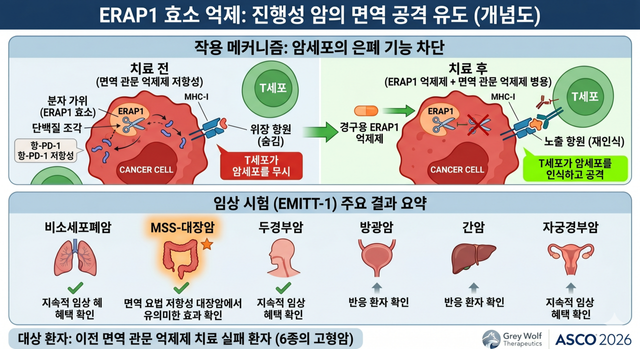 면역항암제에도 반응하지 않던 진행성 암 환자에서 암세포의 ‘은폐 기능’을 차단하는 새로운 치료 전략이 가능성을 보였다. 암세포가 T세포의 감시를 피하도록 돕는 ERAP1 효소를 억제해 면역항암제의 효과를 다시 끌어올리는 방식이다./AI 이미지