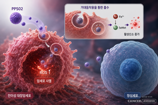 PPS02가 암세포 안으로 들어간 뒤 암세포 내부의 활성산소종(ROS)을 증가시키고, 활성산소종은 단백질과 지질, DNA 등에 손상을 일으켜 암세포를 사멸시키는 개념도./AI 이미지&nbsp;