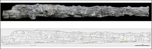 우리나라에서 가장 큰 '높이 10.2ｍ' 나무화석 천연기념물 된다