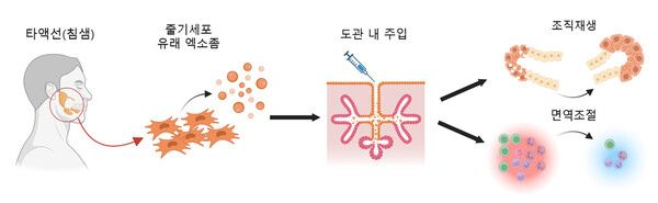 건국대 조쌍구 교수 연구팀이 연세대 강남세브란스병원 임재열 교수팀, 스템엑소원과 함께 줄기세포 유래 엑소좀을 활용한 폐쇄성 타액선염 치료 가능성을 제시했다