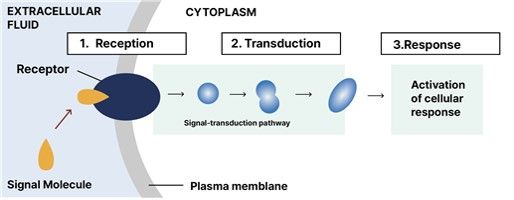 심플리케어바이오 제품 및 서비스 관련 이미지