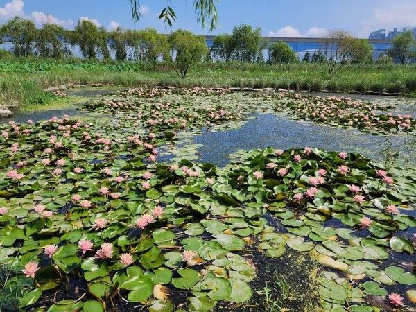 삼락생태공원 연꽃단지(8번, 9번 주차장) 수련 전경