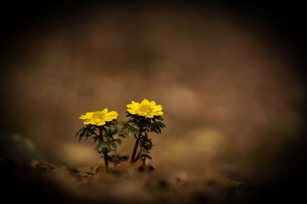 경기 포천시 소흘읍 광릉수목원로 509 (2024. 3.16) LCE-7RM3A | 2024-03-16 | f/2.8 | 1/3200 sec | ISO 100 | 90.0 mm (사진=유기철 작가)