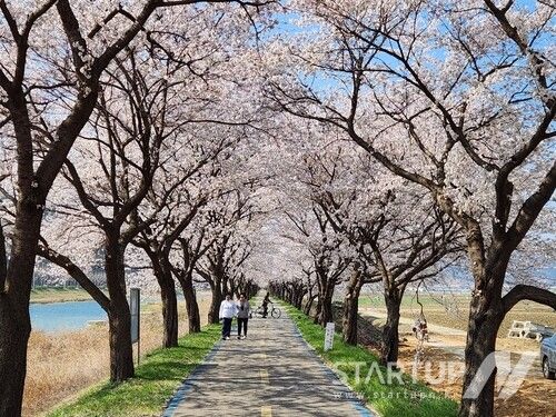 '꽃따라, 길따라, 봄은 보은이어라'…2024 보은 벚꽃길 축제 29일 개막