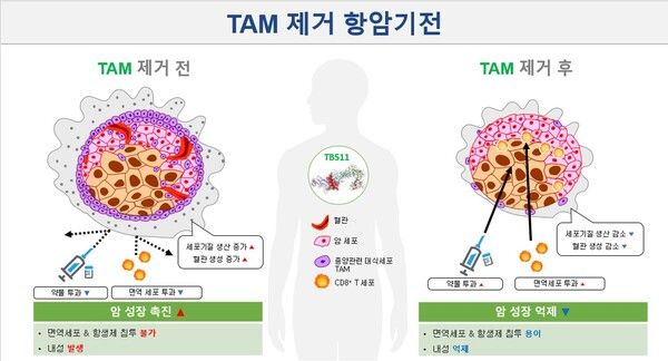 TAM 제거 항암기전