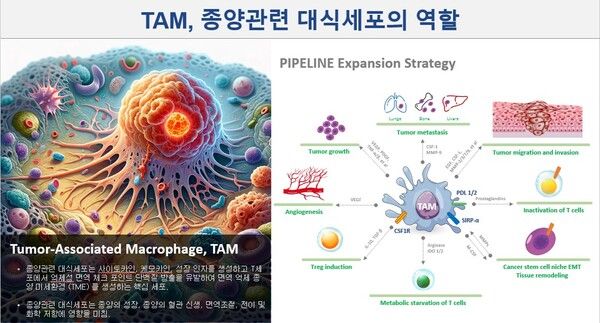 TAM, 종양관련대식세포의 역할