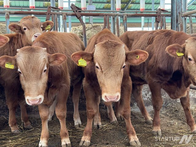 뱅카우, 강원도 평창한우 청약 개시... 한우투자 대박 조짐