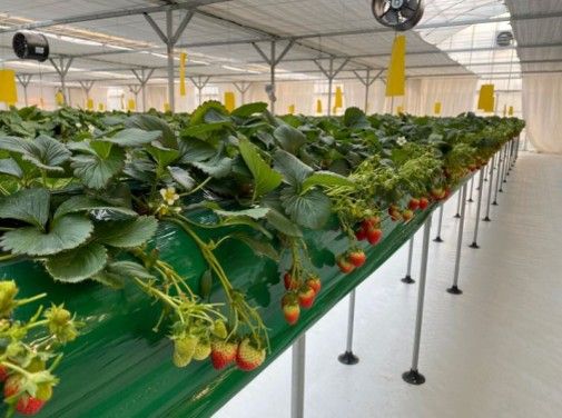 치유농업센터 딸기 치유농장 전경