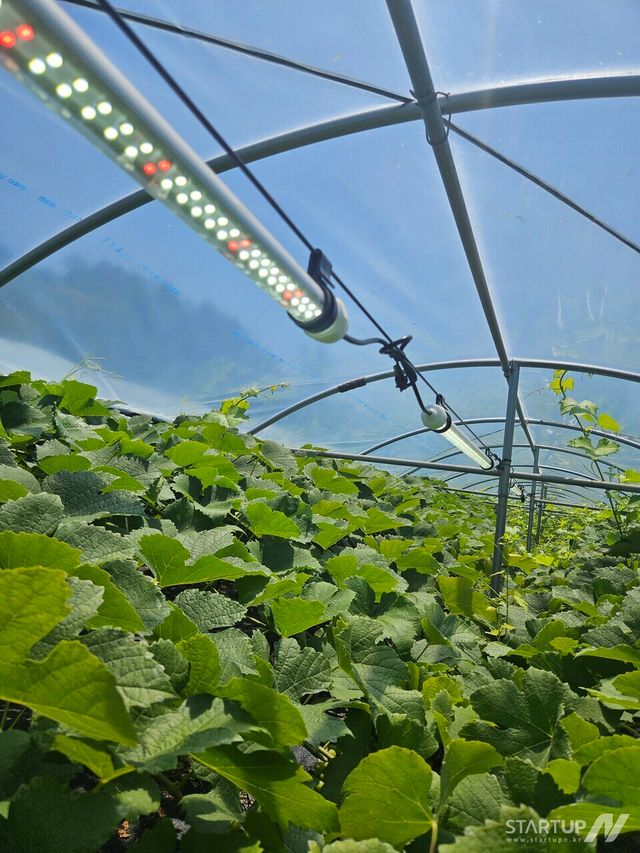 와인용 포도 정밀 재배 시스템 실증 현장