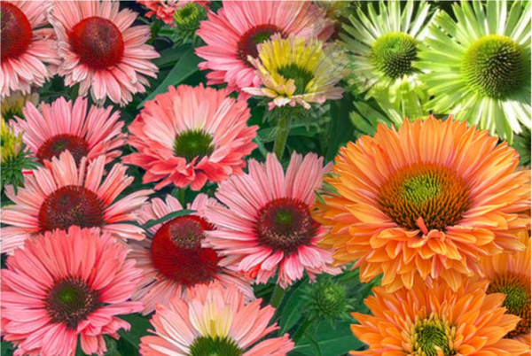 썬시커 에키네시아의 혼합 식재 후 개화한 모습