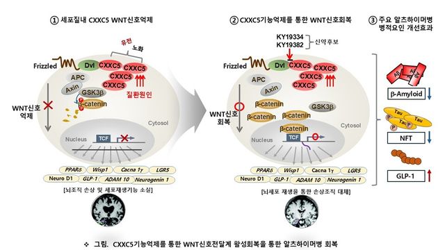 CXXC5-Dishvelled&nbsp;단백질결합&nbsp;억제를&nbsp;통한&nbsp;알츠하이머병&nbsp;치료기전.&nbsp;좌)&nbsp;유전,&nbsp;노화,&nbsp;특히&nbsp;알츠하이머병&nbsp;유발과&nbsp;관련된&nbsp;유전자&nbsp;돌연변이가&nbsp;있는&nbsp;사람&nbsp;특히&nbsp;노인의&nbsp;경우,&nbsp;해마&nbsp;등&nbsp;뇌의&nbsp;중요장기&nbsp;세포들의&nbsp;세포질에서&nbsp;CXXC5&nbsp;단백질이&nbsp;증가되어,&nbsp;Dishevelled(Dvl)라는&nbsp;단백질에&nbsp;결합하여&nbsp;WNT신호를&nbsp;전체적으로&nbsp;억제하여,&nbsp;뇌&nbsp;신경계의&nbsp;기능에&nbsp;중요한&nbsp;NeuroD1,&nbsp;GLP-1&nbsp;같은&nbsp;유전자의&nbsp;발현을&nbsp;억제하고,&nbsp;조직재생기능이&nbsp;억제된다.&nbsp;가운데)&nbsp;KY19382,&nbsp;KY19334&nbsp;같은&nbsp;화합물로&nbsp;CXXD5-Dishvelled&nbsp;단백질&nbsp;간의&nbsp;결합을&nbsp;방해하면,&nbsp;질환&nbsp;상황에서&nbsp;억제된&nbsp;WNT신호가&nbsp;회복되어&nbsp;질환이&nbsp;회복된다.&nbsp;우)&nbsp;특히&nbsp;GSK3b&nbsp;의&nbsp;불활성화를&nbsp;통한&nbsp;Tau&nbsp;단백질&nbsp;인산화억제와&nbsp;beta-amyloid&nbsp;억제와&nbsp;GLP-1&nbsp;발현억제는&nbsp;알츠하이머병의&nbsp;다중요소들을&nbsp;개선하는&nbsp;이상적인&nbsp;신약개발&nbsp;전략임