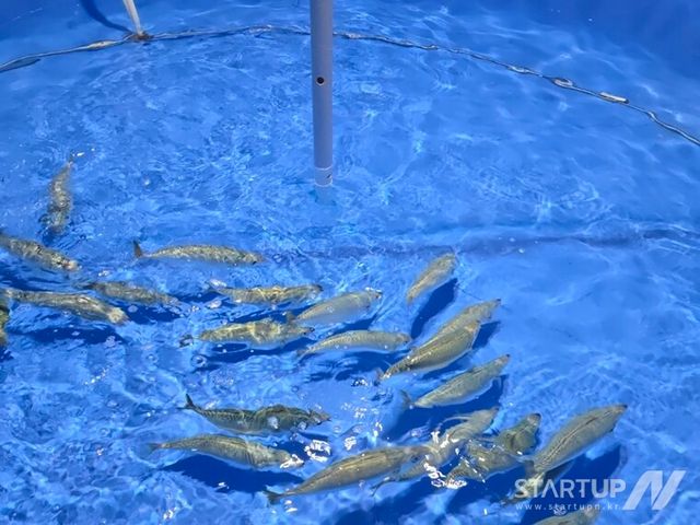 ‘1달러 고등어’ 꿈꾸는 메가플랜, 블루포인트에서 프리 A 투자 유치…육상 양식 기술로 수산업 패러다임 전환 시도