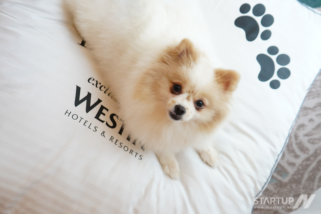 웨스틴 마닐라 웨스틴 헤븐리 도그 베드