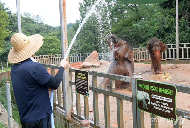“코끼리는 왜 황토샤워할까?”…우치동물원, 기록적 폭염 속 동물들의 여름나기 공개
