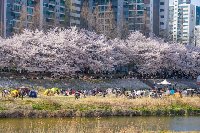 경기도 의정부시 회룡로 138번길(2026. 4.5) Sony ILCE-7RM3A, f/11 1/60 sec, ISO 100, 91.0 mm (사진=유기철 작가)
