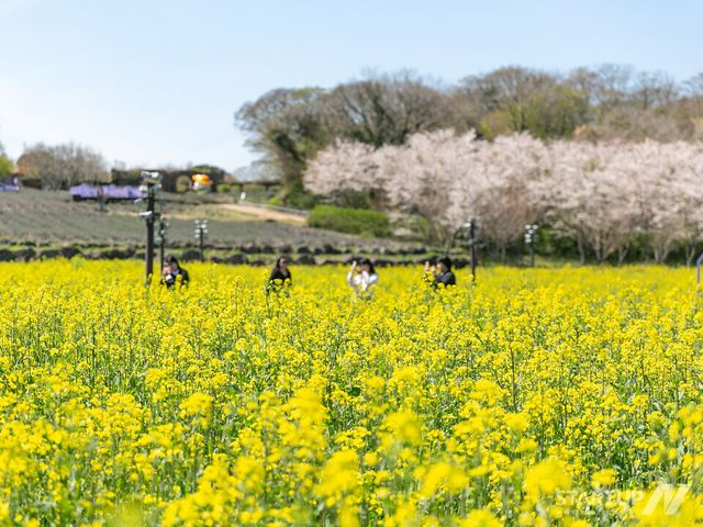 에코랜드 라벤더팜에서 볼 수 있는 풍경